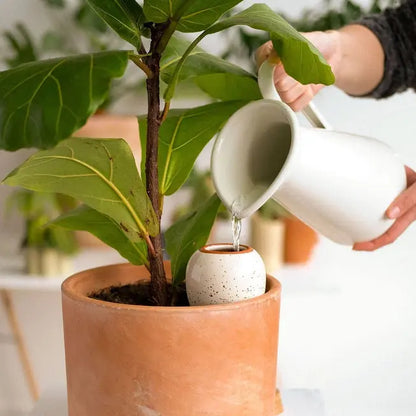 Olla hydratante arrosage autonome petit réservoir d'eau en céramique microporeuse 