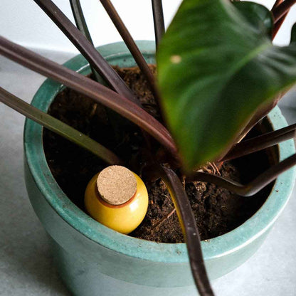 L’Olla Pepin – Arrosage autonome et naturel en terre cuite